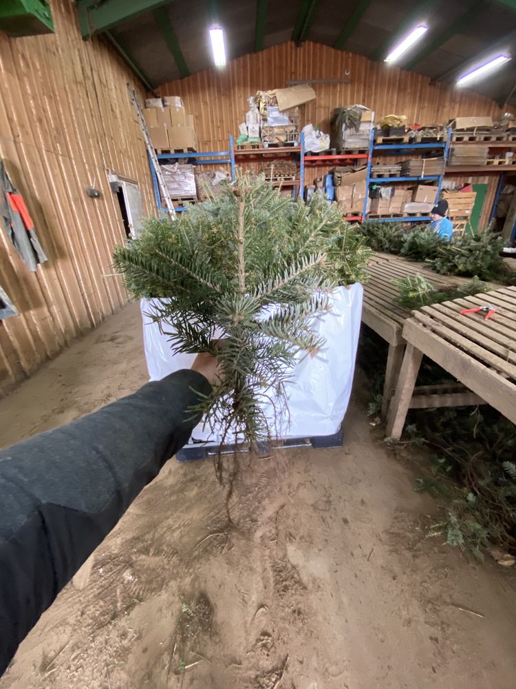 Jodła kaukaska sadzonki 2/2 choinek plantacja
