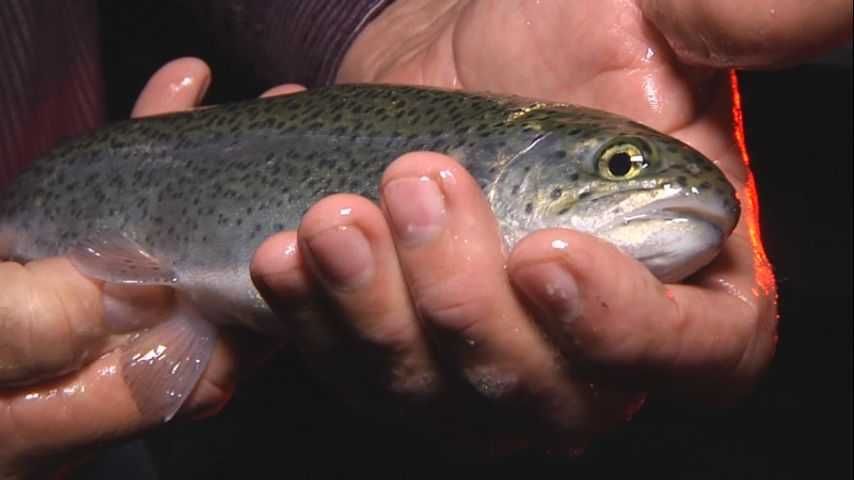 sprzedam narybek pstraga teczowego