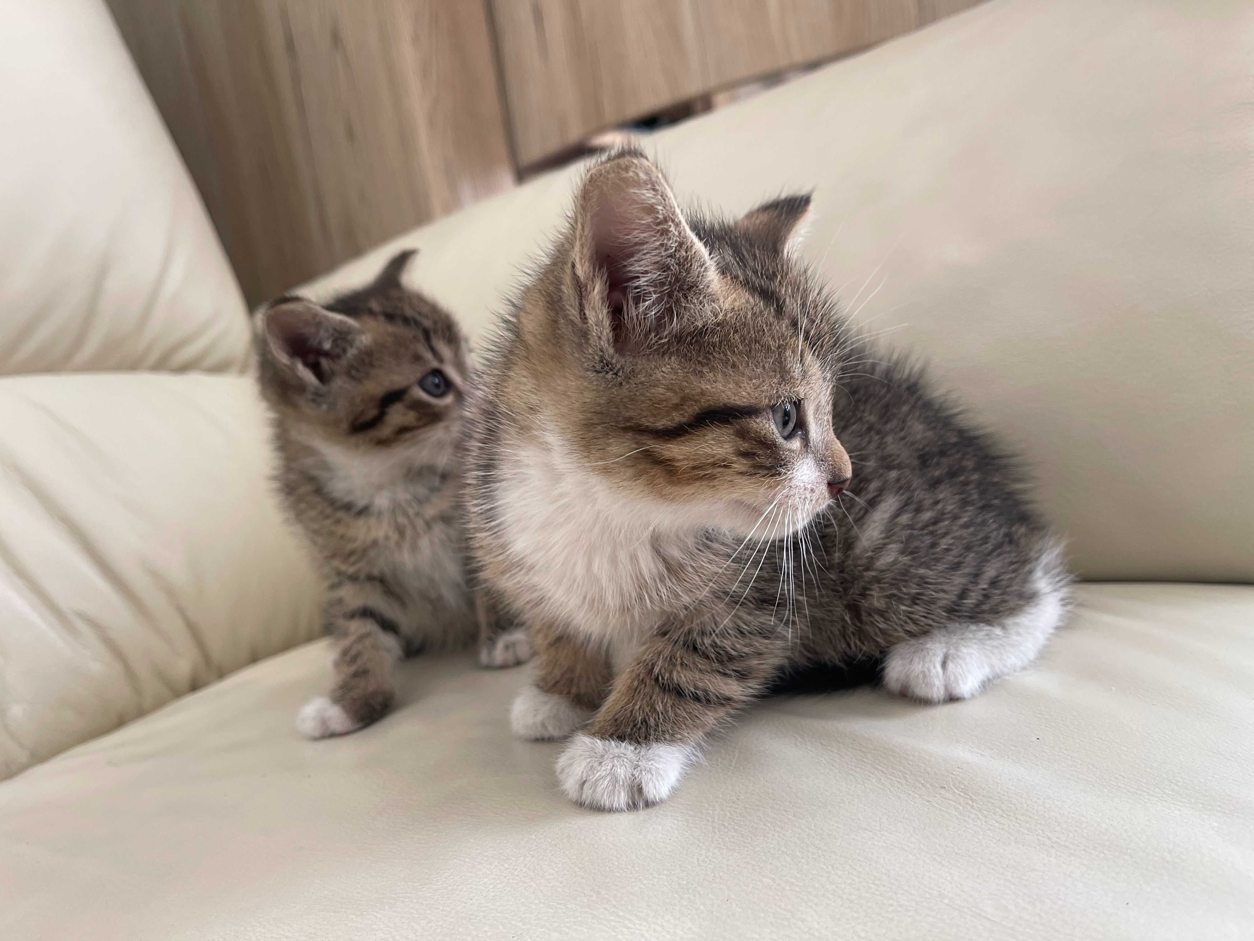 Kotki kocięta kot kotek szuka domu do adopcji oddam za darmo kocur