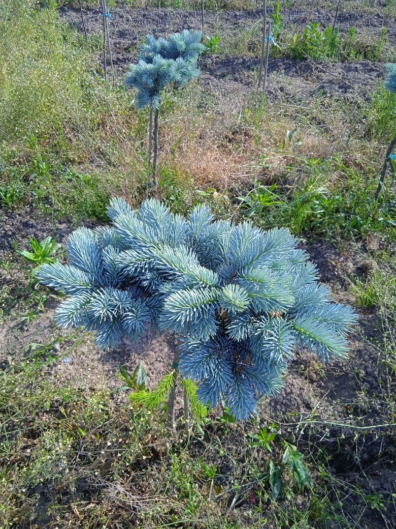 Pinus mugo LOW Glow Varella GLAUCA GLOBOSA winter gold, jałowiec