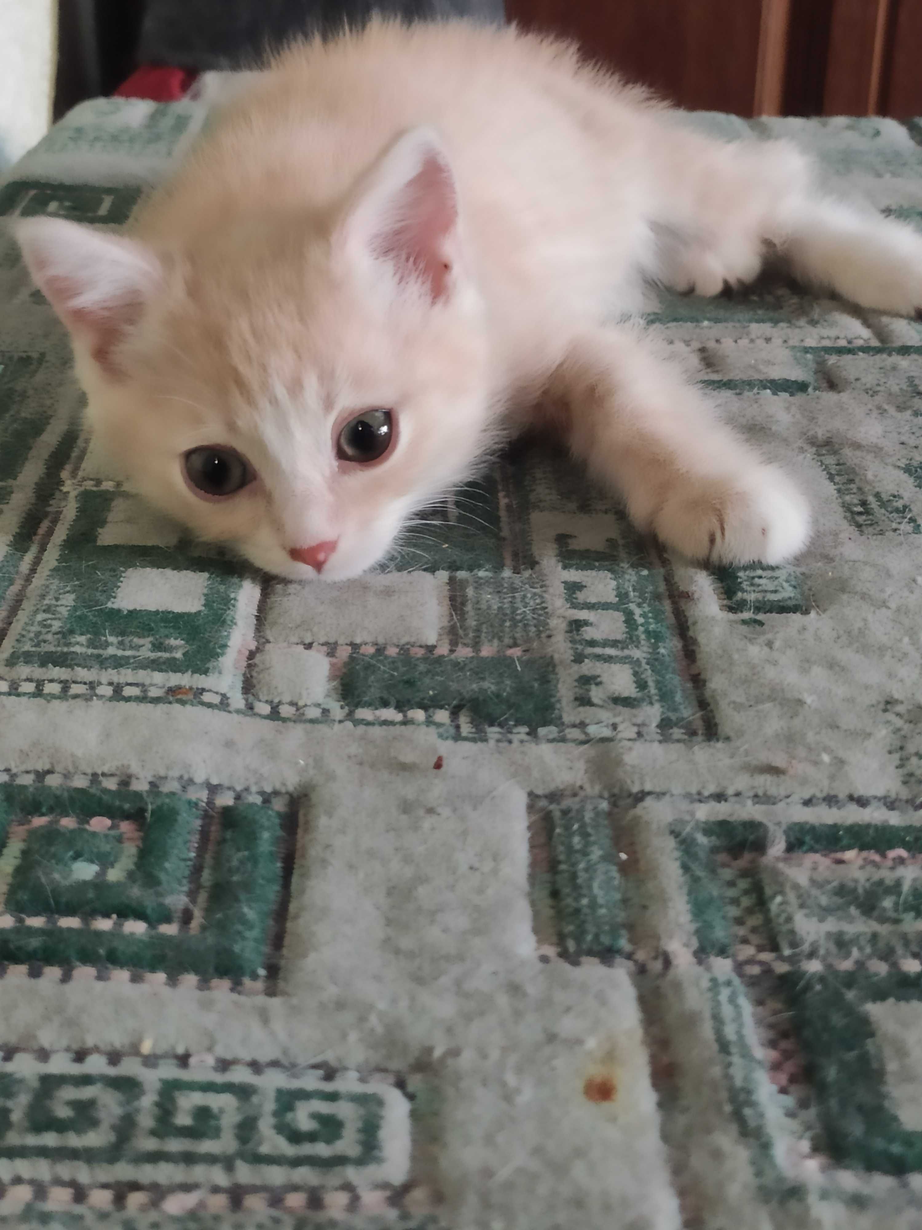 Кошенятко у добрі руки