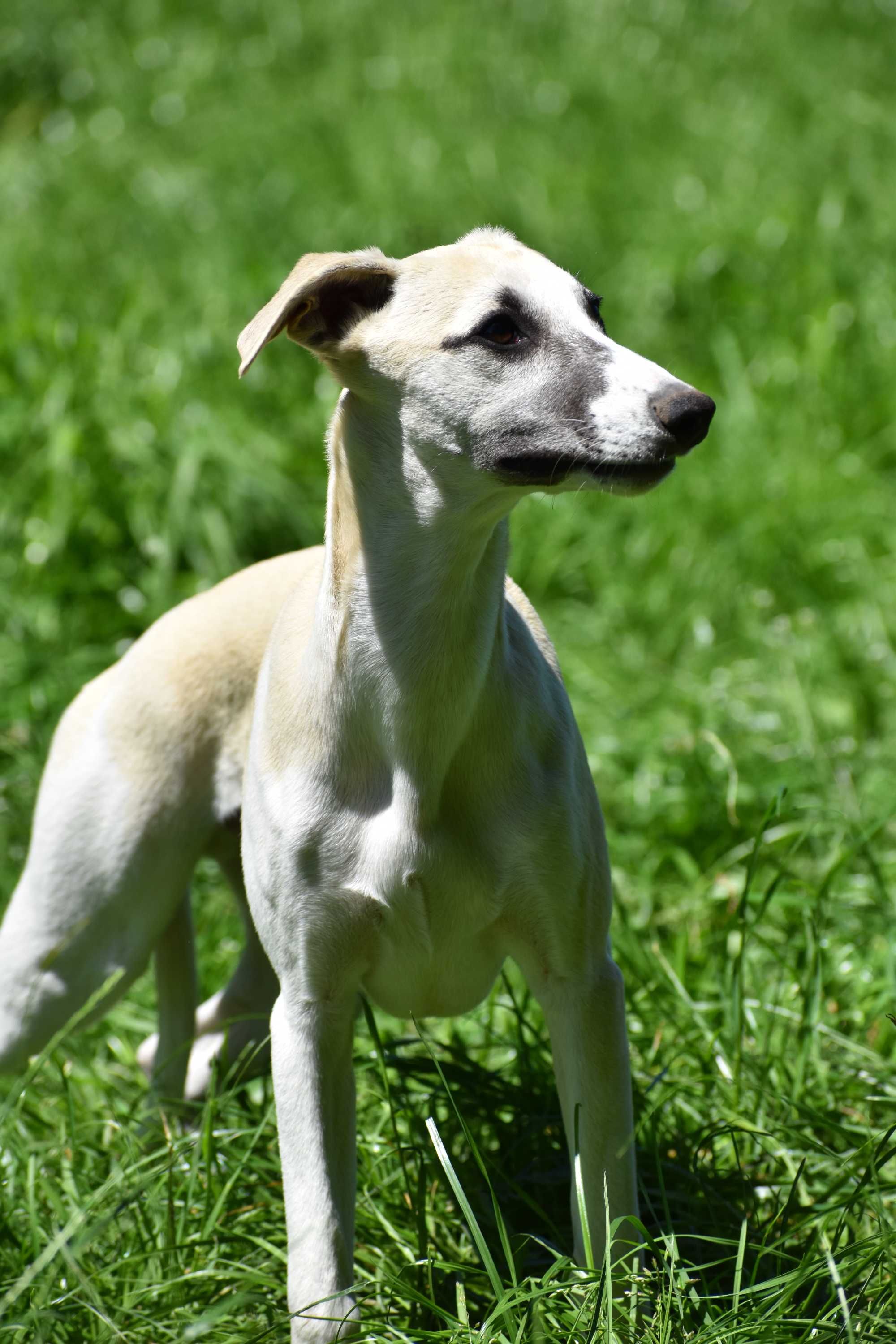 Chart angielski whippet- BARON FCI/ZKwP