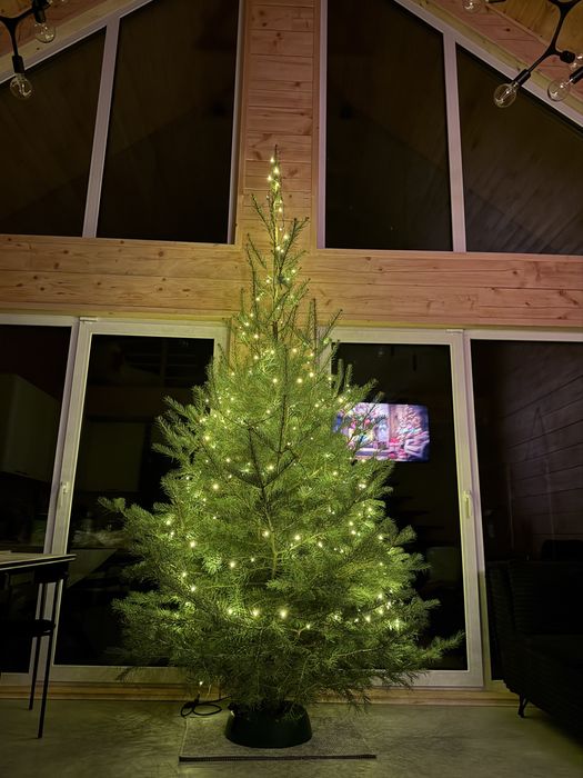 Wysokie choinki premium 3-4m jodła kalifornijska WŁASNA PLANTACJA