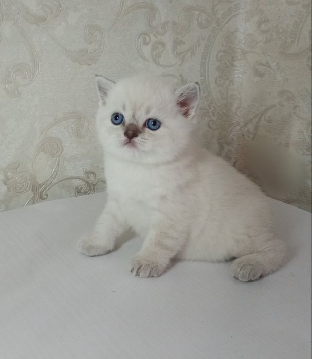 Шотландські котята