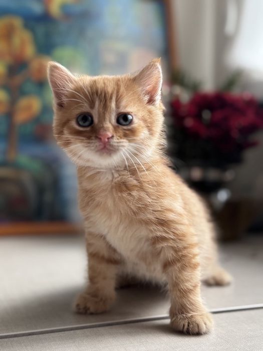 Кошенята в добрі руки