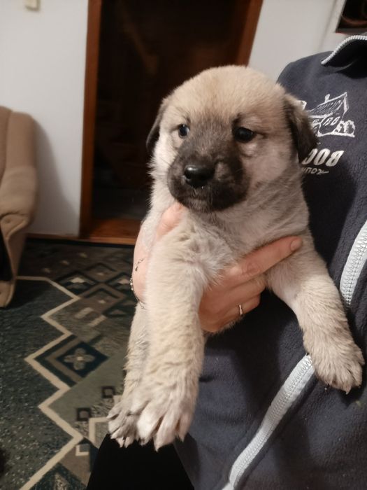 Віддам Безкоштовно в дуже добрі рукиПесиків