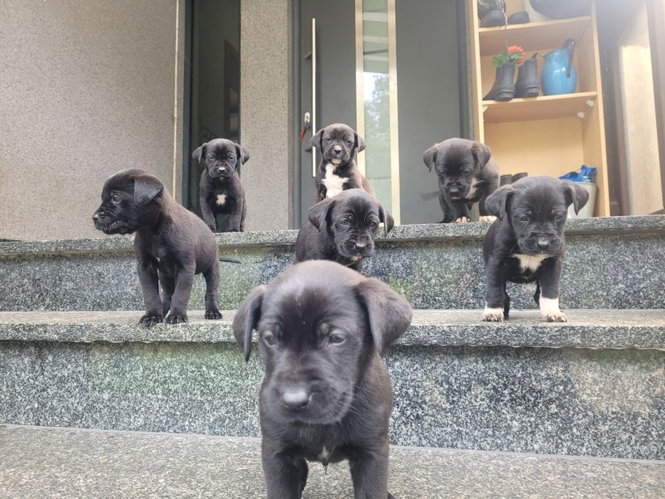 Szczeniaki po labradorce