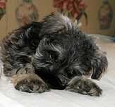 schnauzer miniatura