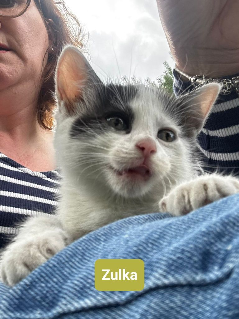 Małe koteczki do adopcji