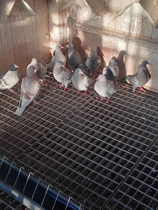 Gołębie pocztowe młode po lotnikach