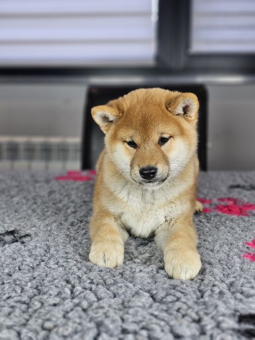 Shiba inu szczenię ZKWP FCI po pięknych rodzicach