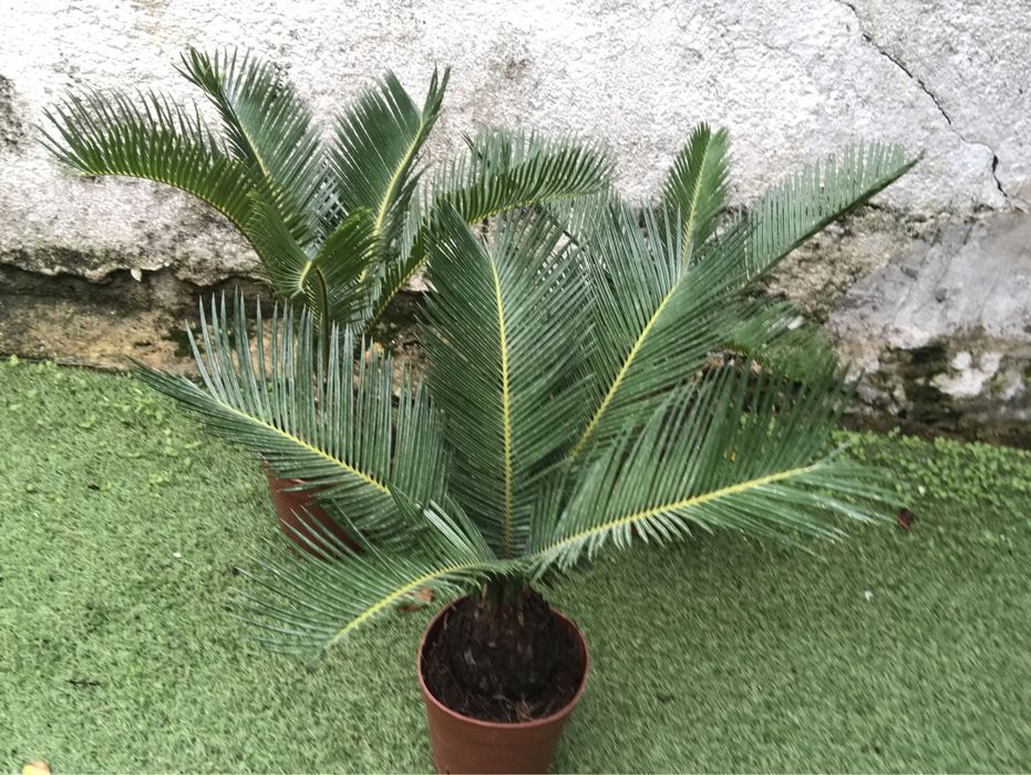 Cica - cyca revoluta