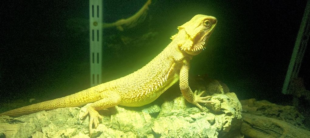 Agama brodata samiczka