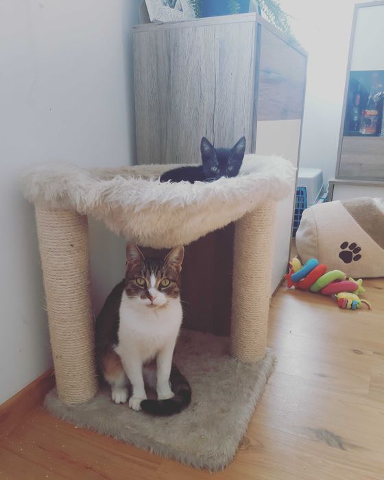 Zaginęła kotka Fela