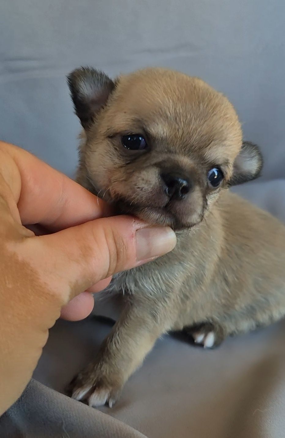 Śliczny biszkoptowy chłopczyk chihuahua