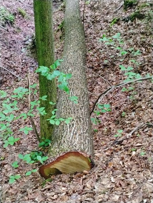 Sprzedam dęba w klocu