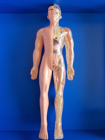 Modelo 3D Corpo Humano e DNA