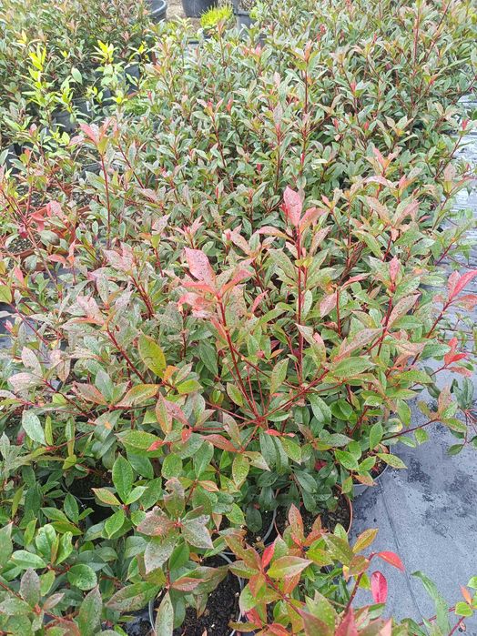 Photinia/ fotinia para jardim