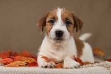 piesek Jack Russell terrier ZKWP/FCI szorstkowłosy