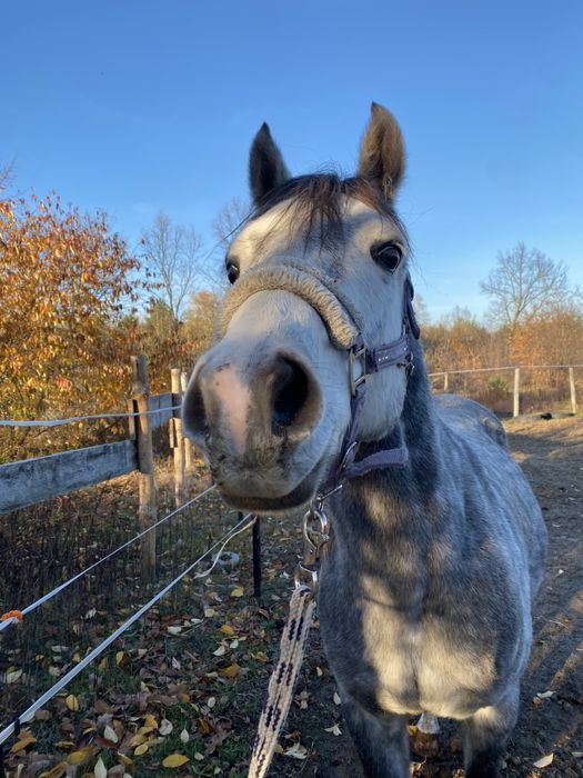 6 letni walach 137cm