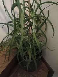 Aloes w doniczce