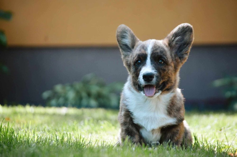 Welsh Corgi miot wiosna 2026!