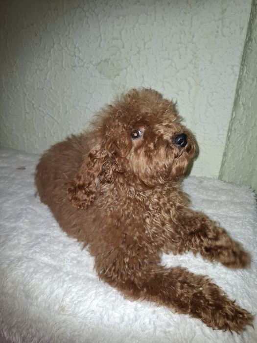 Пуделя мальчики 6 месяцев.