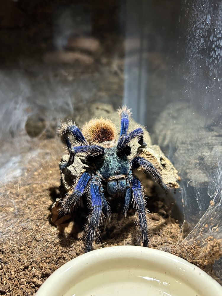 Chromatopelma cyanopubescens 5DC SAMICA