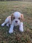 Cavalier Sunia z rodowodem