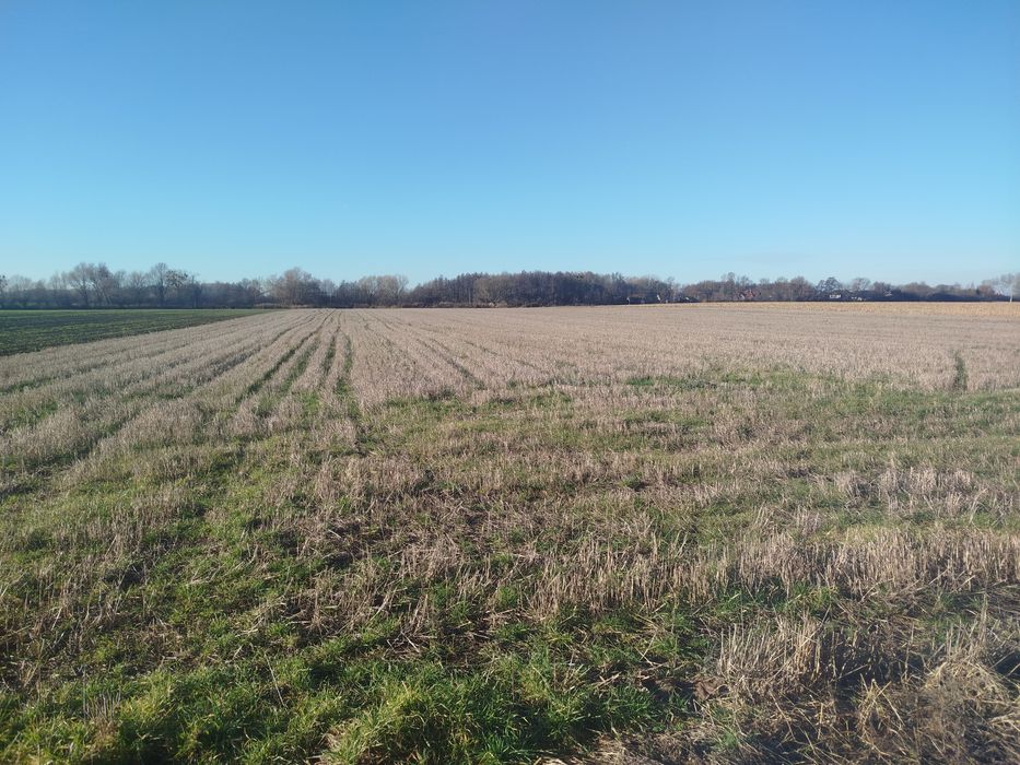 Sprzedam grunt w miejscowości Bogdaszowice