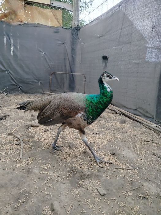 Paw szmaragdowy pawie szmaragdowe szmaragdy