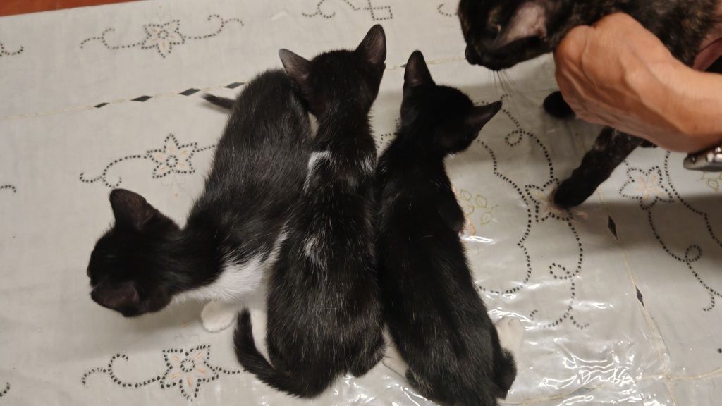 Dá-se gatinhos bebés com 1 mês e meio
