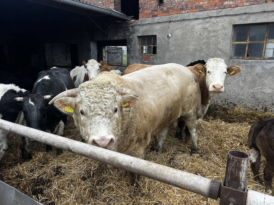 Bydło mięsne odsadki z wlasnego stada