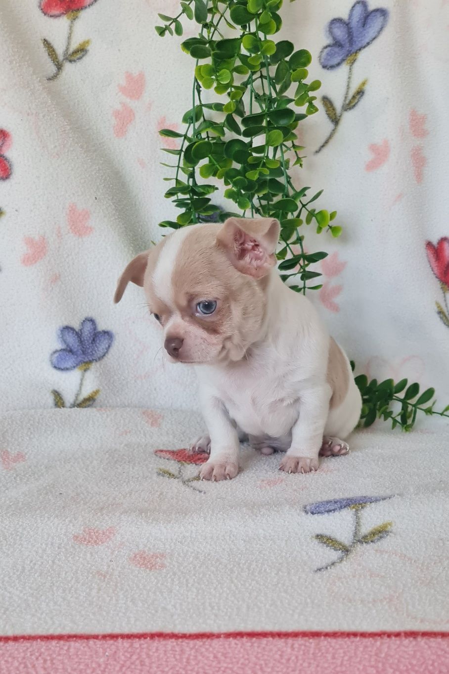 Maravilhoso Lilac mini Chihuahua. Chiuaua de linhagem Russa, Qualidade