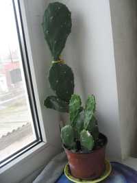 Икебана из двух видов оригинальных кактусов в одном  цветочном вазоне.