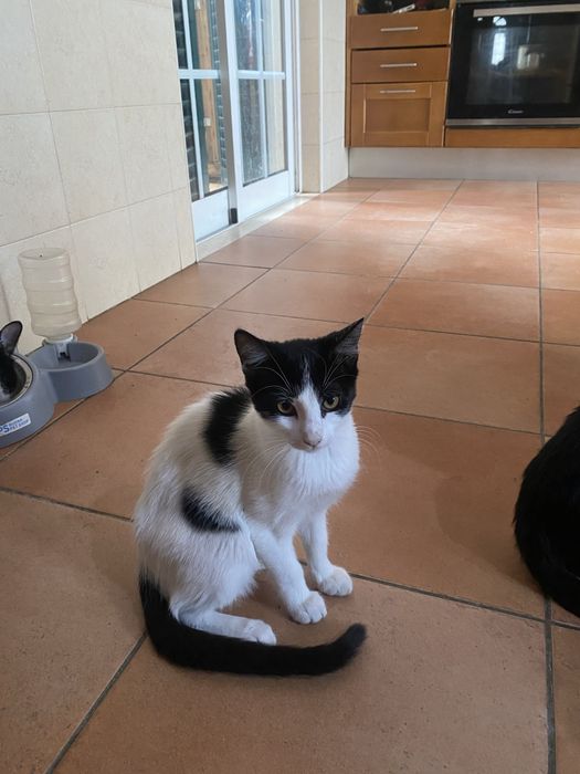 Gatinhos para adoção responsável