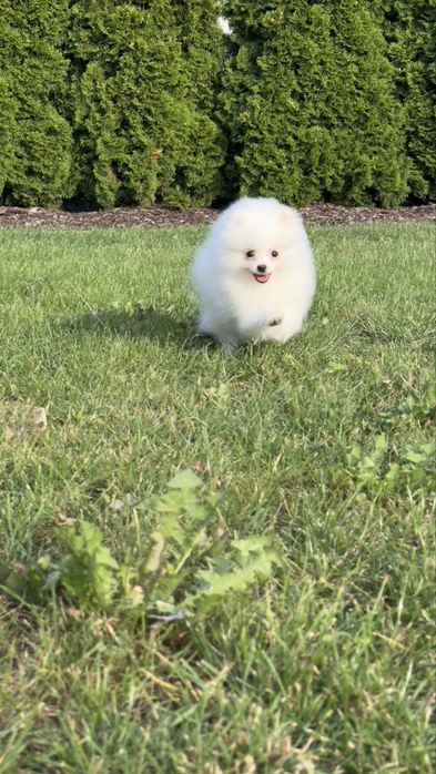 Pomeranian/szpic miniaturowy