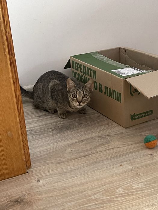 Кошенята хочуть в добрі руки