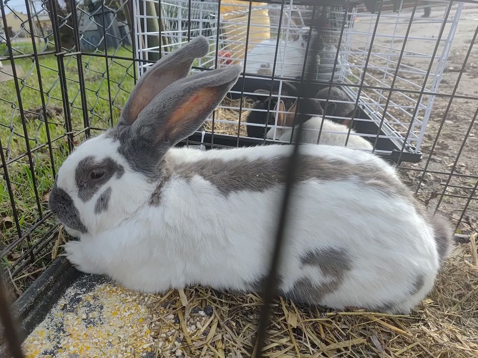 Witam sprzedam samca srokacza izabelowatego