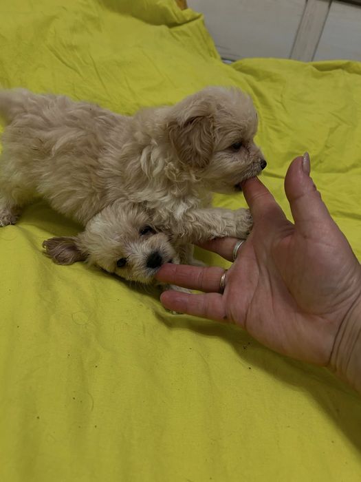 Мальтіпу Ф1 міні карамель хлопці