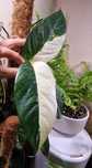 Epipremnum pinnatum Variegata