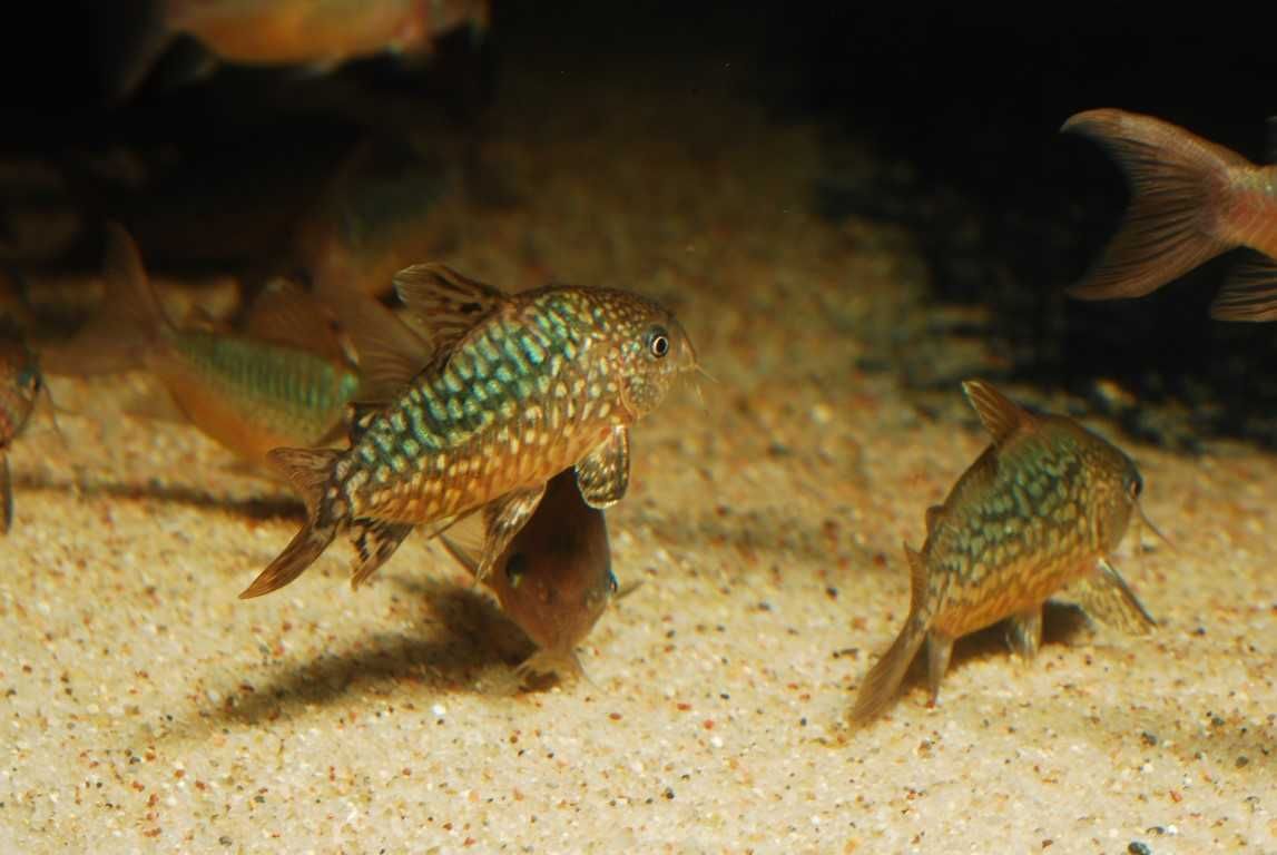 Kirysek Corydoras pantanalensis WF Brazylia RARYTAS!!!