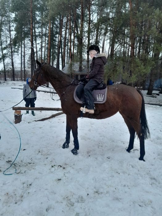 Sprzedam klacz łagodna spokojna