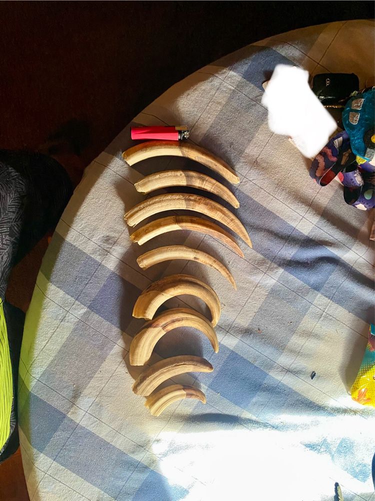 Dentes/presas/javali