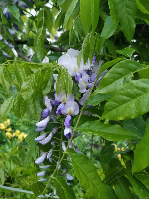 глицинья саженцы большие.