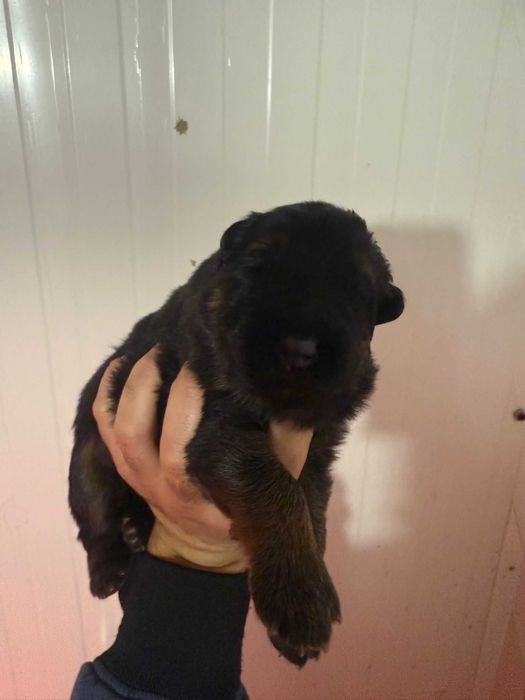 pastor alemao pelo comprido