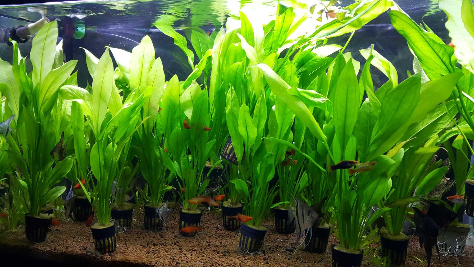 Echinodorus Amazonicus/Rośliny akwariowe w koszyczkach