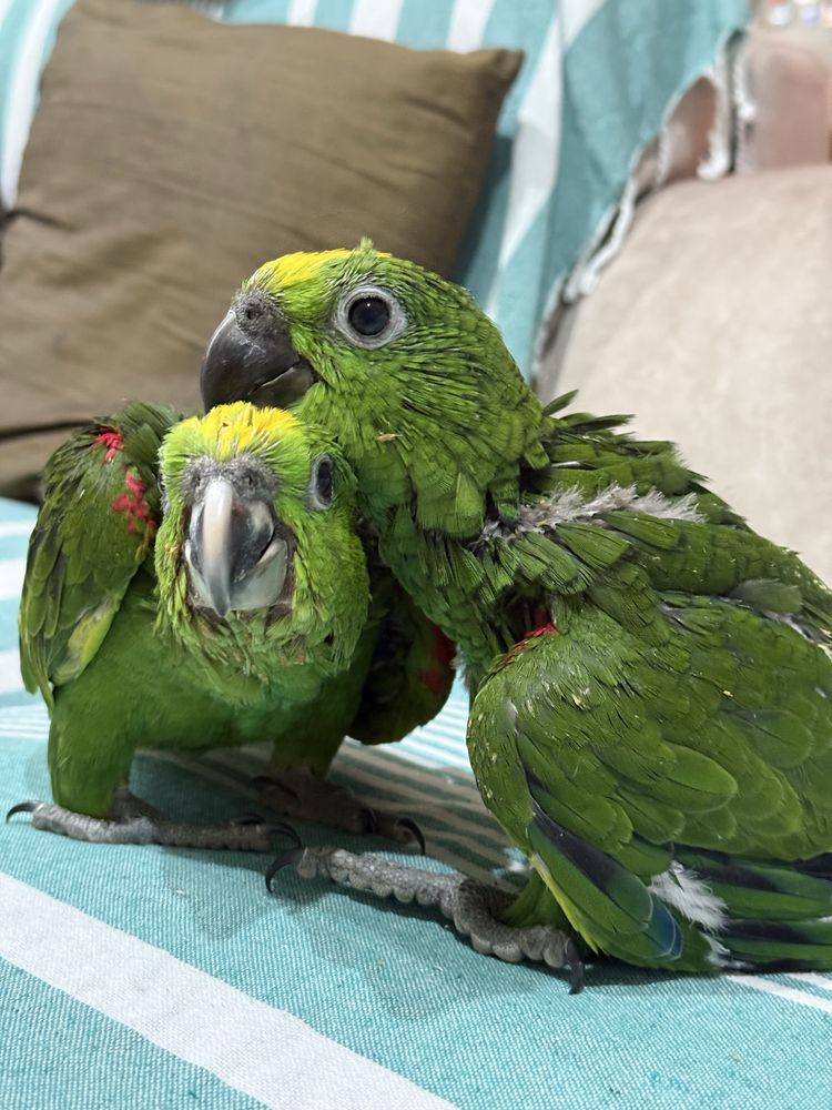 Papagaios Amazonas Ochrocephala domesticados