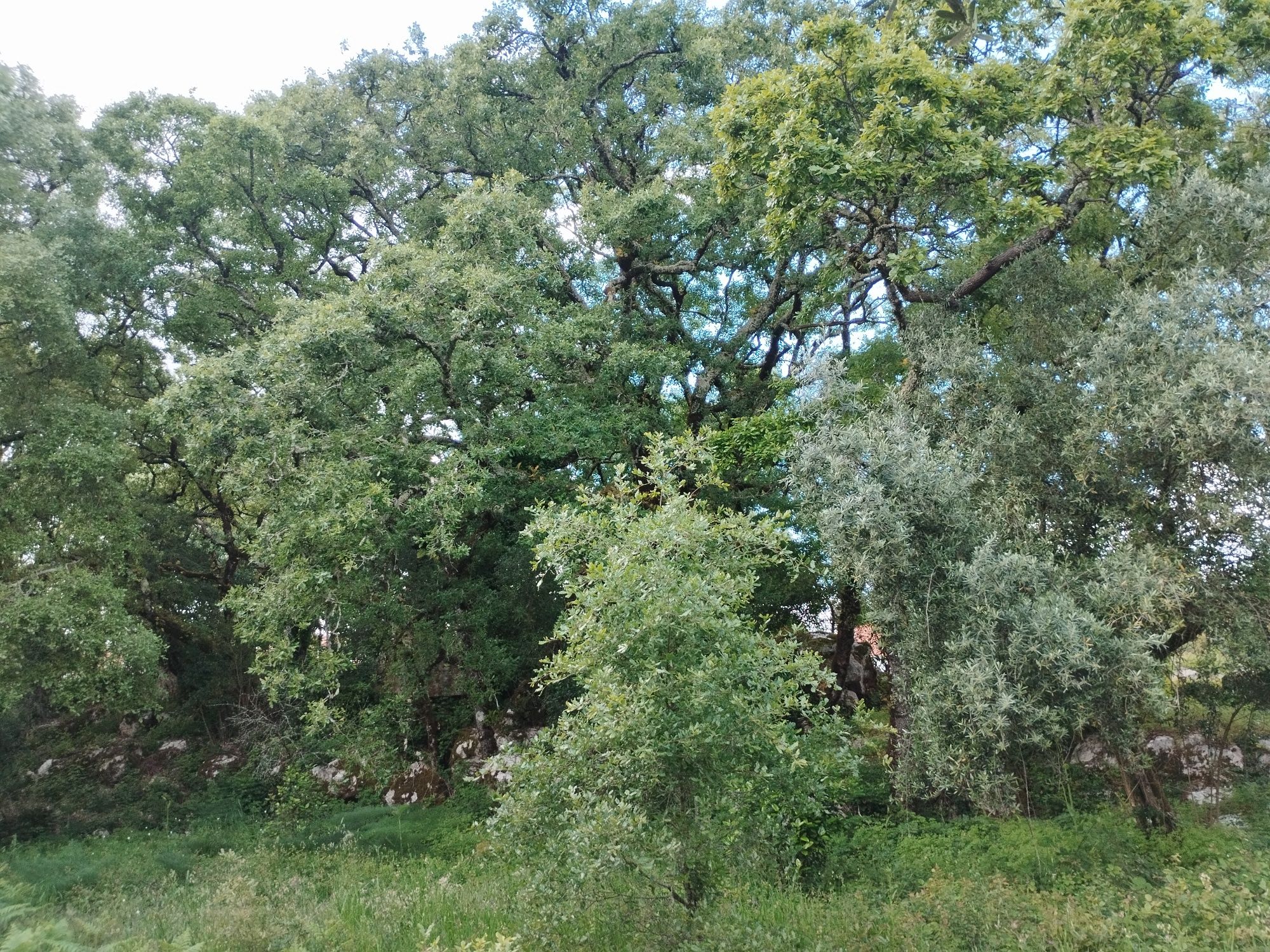 Terreno com carvalhos centenários