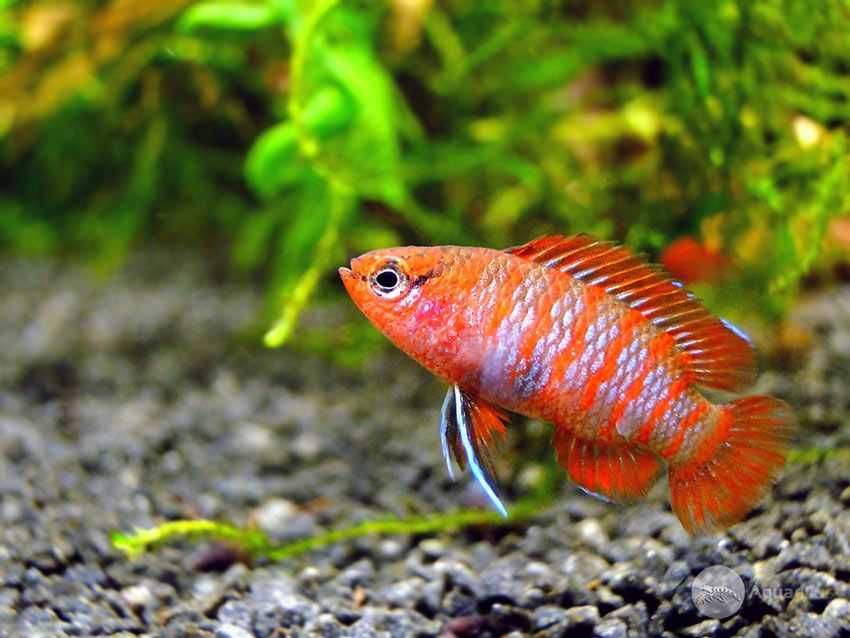 Badis bangalski RED SCARLET - Dario dario - dowóz, wysyłka